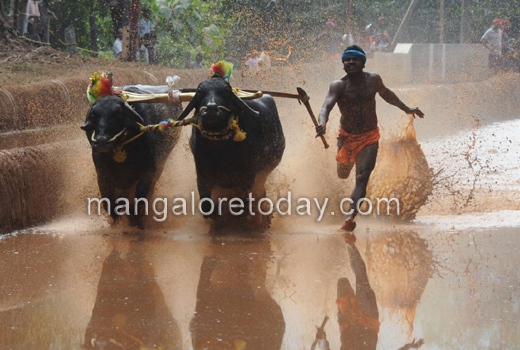 Baradi Beedu Kambala